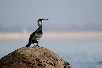 38 - Grand cormoran